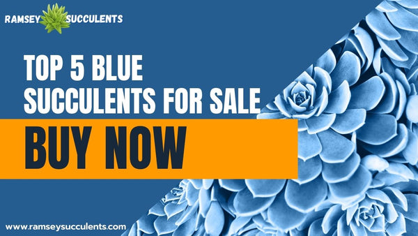 Blue Succulents For Sale