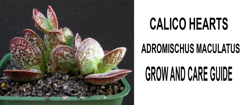 Calico hearts, Calico hearts care, Calico hearts propagation, How to care for Calico hearts, Adromischus Maculatus, Adromischus Maculatus care, Adromischus Maculatus propagation, How to care for Adromischus Maculatus
