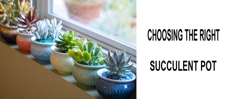 Choosing the right pot for succulents, What kinda of pot is best for succulents, What size pot should my succulent be in, What size pot for succulents, Which pot for succulents, Do succulents need shallow pots, Do succulents need pots with drainage