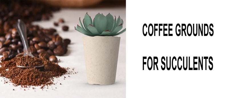 Coffee grounds for succulents, Do succulents like coffee grounds, Are coffee grounds good for succulents, Do coffee grounds kill succulents, How to put coffee grounds on succulents