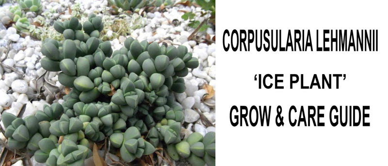 Corpuscularia lehmannii ice plant, Corpuscularia lehmannii ice plant care, Corpuscularia lehmannii ice plant propagation, How to care for Corpuscularia lehmannii ice plant