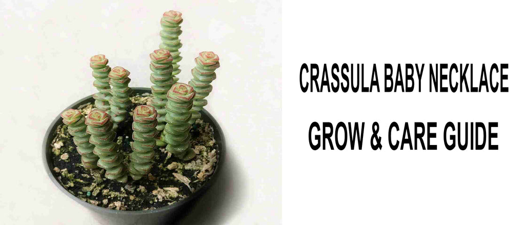 Buy Baby Necklace Succulent-crassula Marnieriana X Perforata Online in  India - Etsy