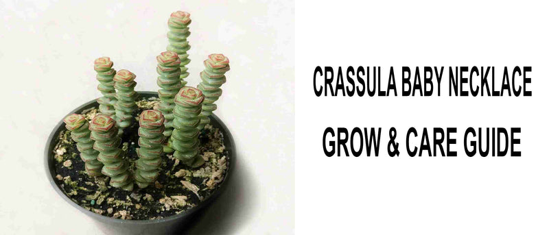 Crassula baby necklace, Crassula baby necklace care, Crassula baby necklace propagation, How to care for Crassula baby necklace, Crassula baby necklace watering