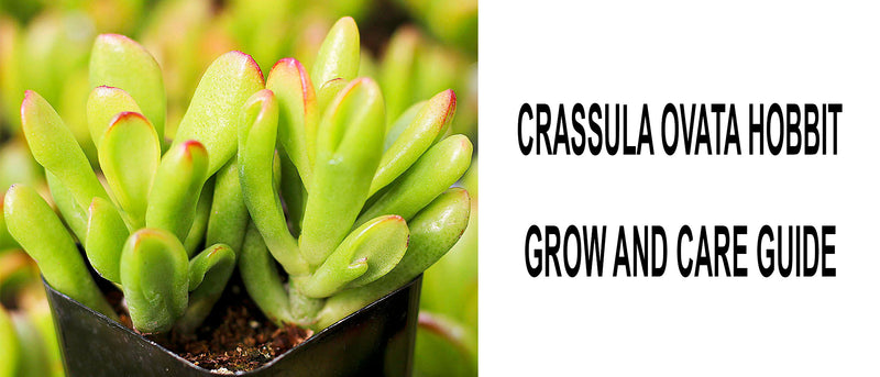 Crassula ovata hobbit, Crassula ovata hobbit care, How to care for Crassula ovata hobbit, Crassula ovata hobbit propagation, Crassula ovata hobbit jade, Hobbit jade propagation