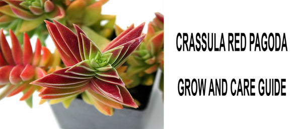 How to take care of Crassula Red Pagoda, How To Grow Red Pagoda Crassula Plant