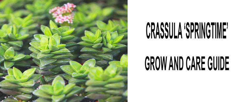 Crassula springtime, Crassula springtime care, how to care for crassula springtime, Crassula springtime propagation, Crassula springtime succulent