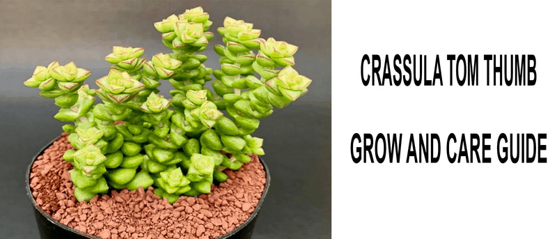 Crassula ‘tom thumb’, Crassula ‘tom thumb’ care, Crassula ‘tom thumb’ propagation, How to care for crassula ‘tom thumb’, Crassula ‘tom thumb’ flower, 