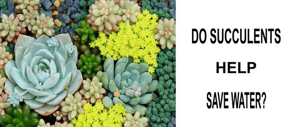 do succulents help save water?