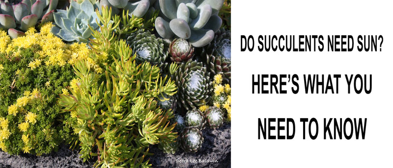 Do succulents need sun, How much sun do succulents need indoors, Do succulents need sunlight in the winter, Can succulents live inside without sunlight, How much sun do succulents need