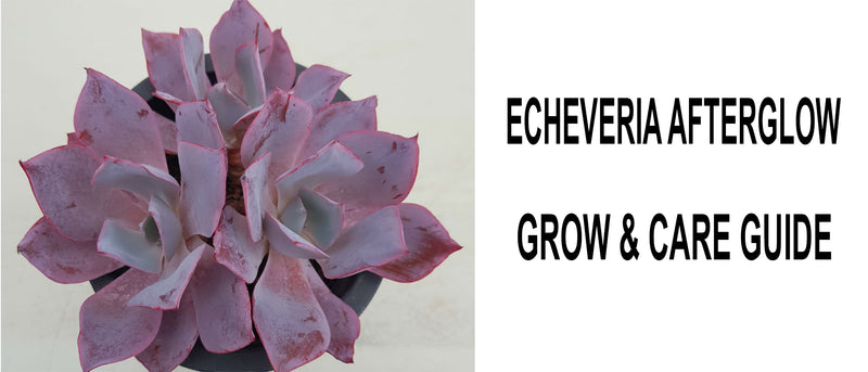 Echeveria afterglow, Echeveria afterglow care, Echeveria afterglow propagation, How to care for Echeveria afterglow