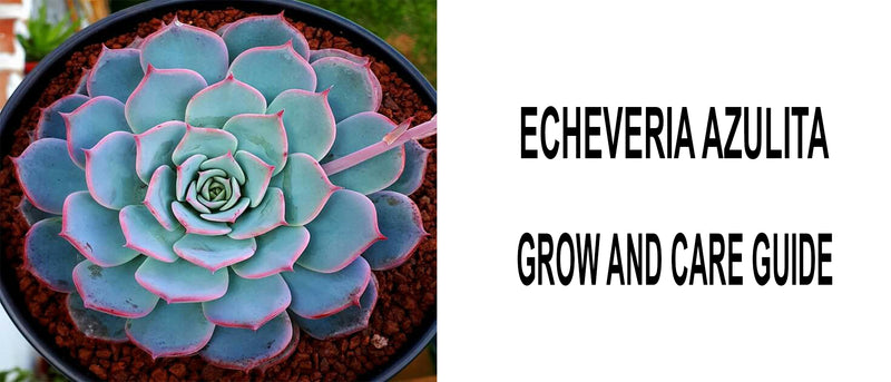 Echeveria azulita, Echeveria azulita care, Echeveria azulita propagation, How to care for Echeveria azulita