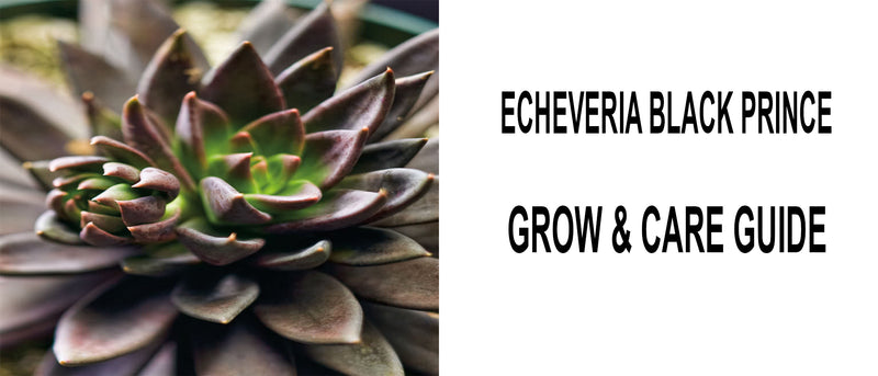 Echeveria black prince, Echeveria black prince care, How to care for Echeveria black prince, Echeveria black prince propagation, Echeveria black prince for sale