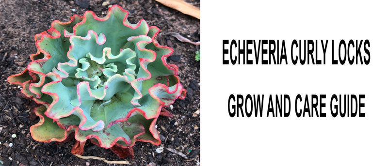 Echeveria Curly Locks, Echeveria Curly Locks care, How to care for Echeveria Curly Locks, Echeveria Curly Locks propagation