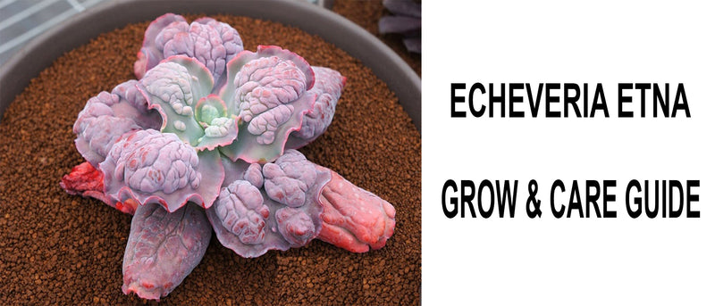 Echeveria etna, Echeveria etna care, Echeveria etna propagation, How to care for Echeveria etna