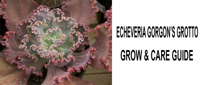 Echeveria gorgon's grotto, Echeveria gorgon's grotto care, Echeveria gorgon's grotto propagation, How to care for Echeveria gorgon's grotto