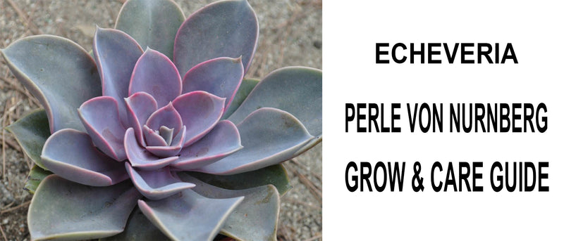 Echeveria perle von nuremberg, Echeveria perle von nuremberg care, Echeveria perle von nuremberg propagation, How to care for Echeveria perle von nuremberg