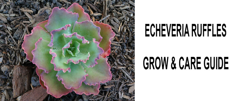 Echeveria ruffles, Echeveria ruffles care, Echeveria ruffles propagation,  How to care for Echeveria ruffles