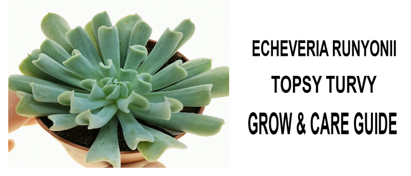 Echeveria runyonii topsy turvy, Echeveria runyonii topsy turvy care, Echeveria runyonii topsy turvy propagation, How to care for Echeveria runyonii topsy turvy