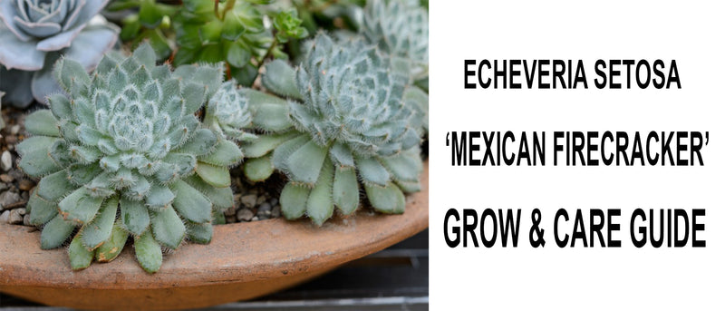 Echeveria setosa mexican firecracker, Echeveria setosa mexican firecracker care, Echeveria setosa mexican firecracker propagation, How to care for Echeveria setosa mexican firecracker