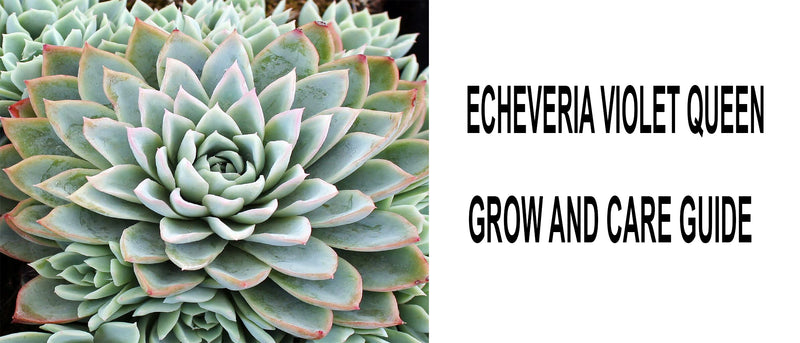 Echeveria violet queen, Echeveria violet queen care, How to care for Echeveria violet queen, Echeveria violet queen propagation 