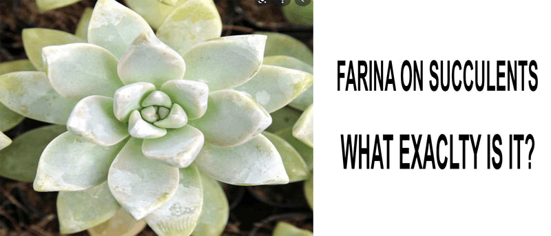 Farina on succulents, Is farina good for succulents, Does farina grow back on succulents, Why do succulents have farina, White powder on succulents, Epicuticular wax succulents, Farina on succulents benefits, Powdery mildew on succulents