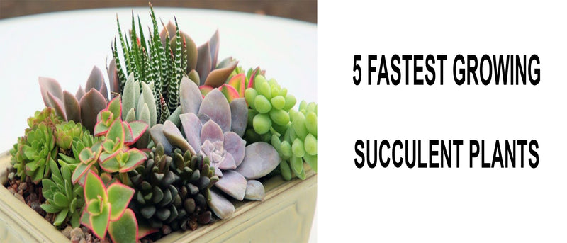 Fast growing succulents, Fastest growing succulents, Fastest growing indoor succulents, fast growing tall succulents, What are the fastest growing succulents, Best faster growing succulents, Fast growing outdoor succulents, Which succulents grow fast