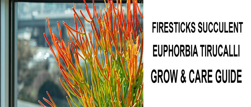 Firesticks euphorbia tirucalli, Firesticks euphorbia tirucalli care, Firesticks euphorbia tirucalli propagation, How to care for Firesticks euphorbia tirucalli