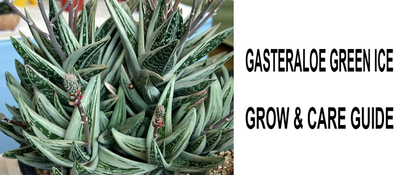 Gasteraloe green ice, Gasteraloe green ice care, Gasteraloe green ice propagation, How to care for Gasteraloe green ice