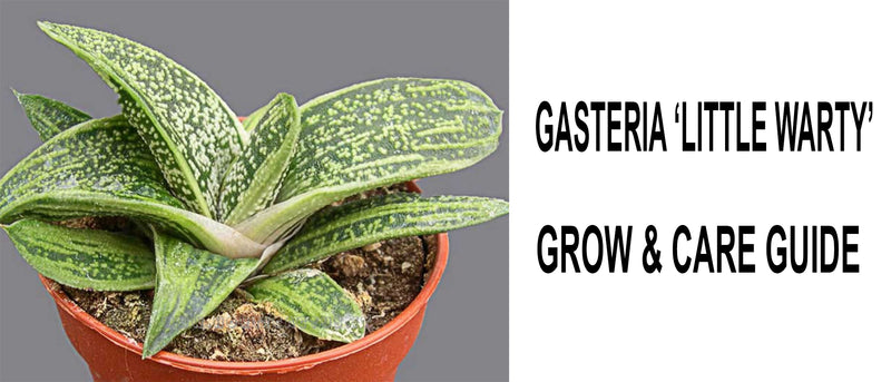 Gasteria little warty, Gasteria little warty care, Gasteria little warty propagation, How to care for Gasteria little warty