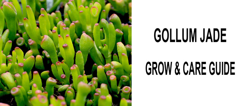 Gollum jade, Gollum jade care, Gollum jade propagation, How to care for Gollum jade