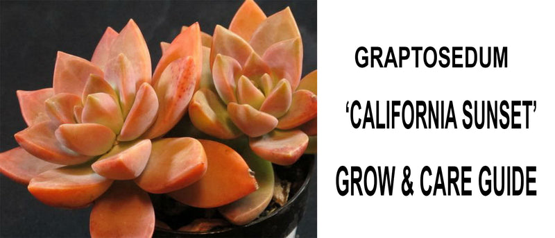 Graptosedum california sunset, Graptosedum california sunset care, Graptosedum california sunset propagation, How to care for Graptosedum california sunset