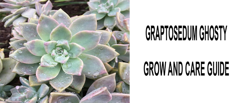 Graptosedum ghosty succulent, Graptosedum ghosty care, How to care for Graptosedum ghosty, Graptosedum ghosty propagation, Graptosedum ghosty growth