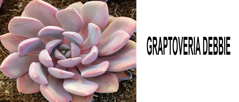 Graptoveria debbie, Graptoveria debbie care, graptoveria debbie propagation, Graptoveria debbie succulent