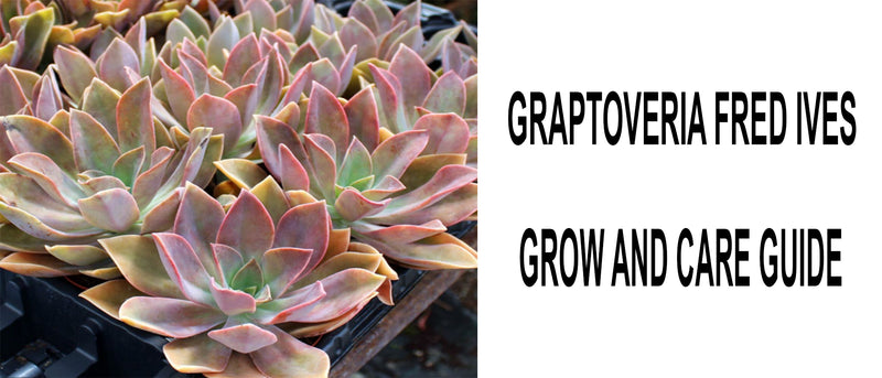 Graptoveria fred ives, How to care for Graptoveria Fred Ives, Graptoveria fred ives care, Graptoveria fred ives propagation, Graptoveria fred ives succulent