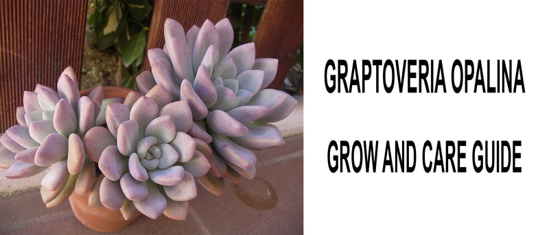 Graptoveria opalina, Graptoveria opalina care, How to care for Graptoveria opalina, Graptoveria opalina propagation, Graptoveria opalina growth