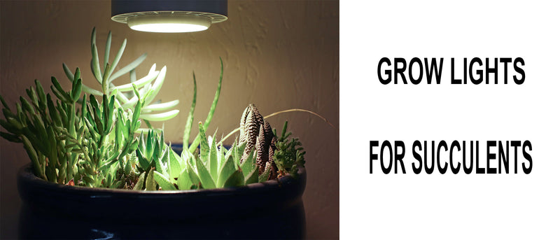 Grow lights for succulents, Succulent grow lights, Led grow lights for succulents, Can you use grow lights for succulents, Which types of grow lights for succulents, Can I use grow lights for succulents, What type of grow light is good for succulents
