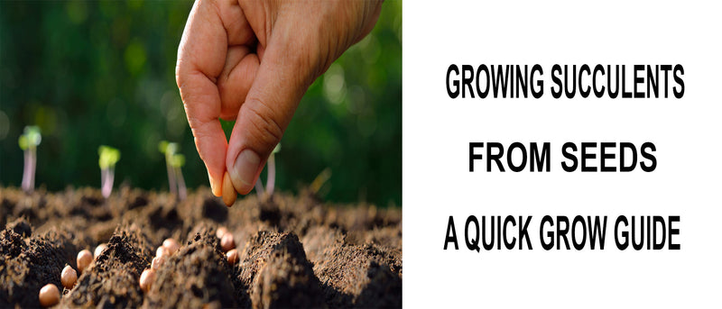 Growing succulents from seeds, How to grow succulents from seeds