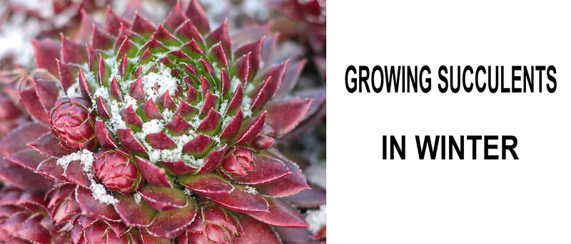 Growing succulents in winter, Can succulents survive outside in winter, Can you grow succulents indoors in winter, How often do you water succulents in the winter, Do succulents survive winter indoors, How to keep succulents alive in winter