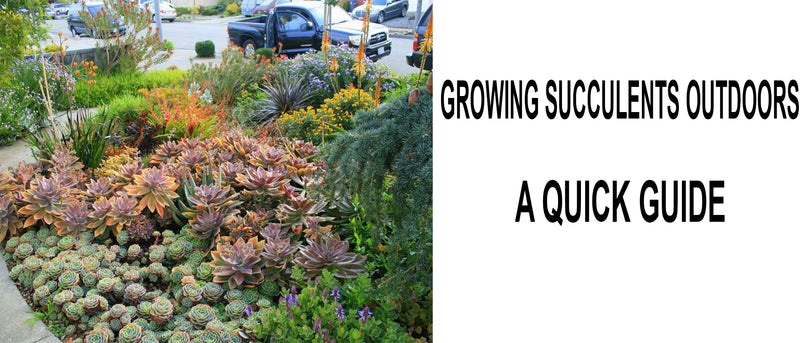 Growing succulents outdoors, How to grow succulents outdoors, Outdoor succulent care, Can succulents survive outside, How do you keep outdoor succulents alive, How do you care for outdoor succulents, How do you grow succulents outside in the ground