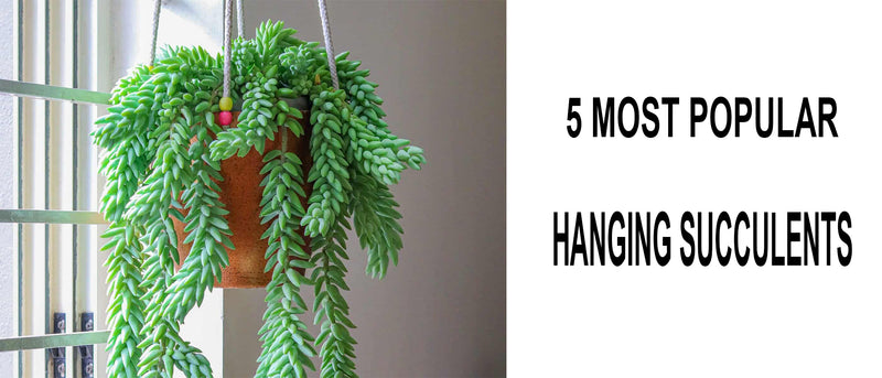 Hanging succulents, Indoor hanging succulents, Trailing succulents, Outdoor trailing succulents, Outdoor hanging succulents, Rare hanging succulents, Hanging succulents for sale, Small hanging succulents, Trailing succulents indoors