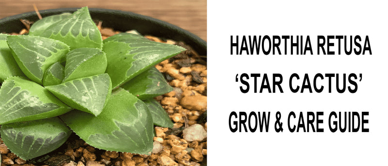 Haworthia retusa star cactus, Haworthia retusa star cactus care, Haworthia retusa star cactus propagation, How to care for Haworthia retusa star cactus