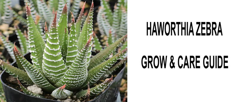 Haworthia zebra, Haworthia zebra care, Haworthia zebra propagation, How to care for Haworthia zebra, Zebra plant succulent care
