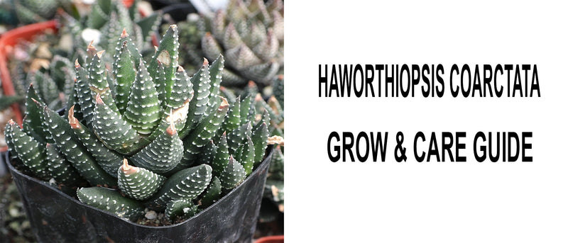 Haworthiopsis coarctata, Haworthiopsis coarctata care, Haworthiopsis coarctata propagation, How to care for Haworthiopsis coarctata