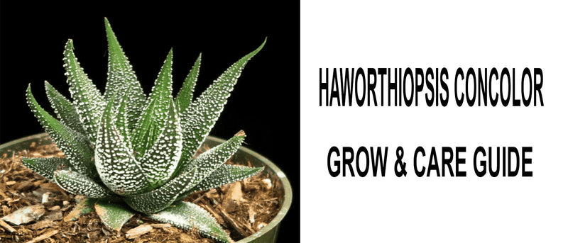 Haworthiopsis Concolor | Grow and Care Guide