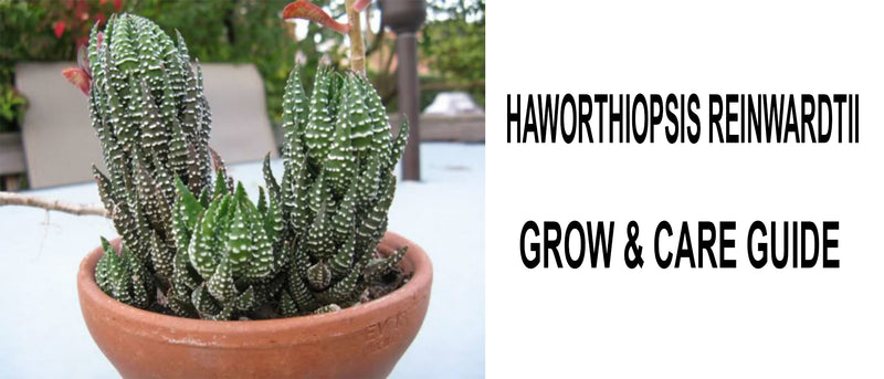 Haworthiopsis reinwardtii, Haworthiopsis reinwardtii care, Haworthiopsis reinwardtii propagation, How to care for Haworthiopsis reinwardtii