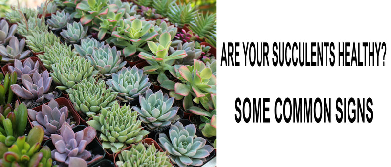 Healthy succulents, Signs of healthy succulents, What color is a healthy succulent, Unhealthy succulent, Healthy succulent roots, Healthy succulent vs unhealthy, Growing healthy succulents, Are my succulents healthy, How to grow healthy succulents