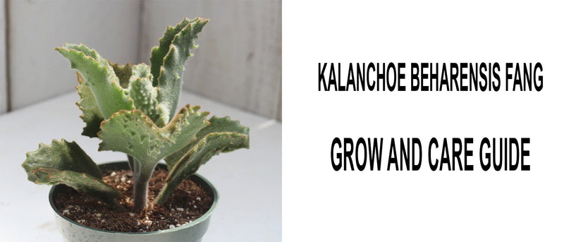 Kalanchoe Beharensis Fang, Kalanchoe Beharensis Fang care, How to care for Kalanchoe Beharensis Fang, Kalanchoe Beharensis Fang propagation 