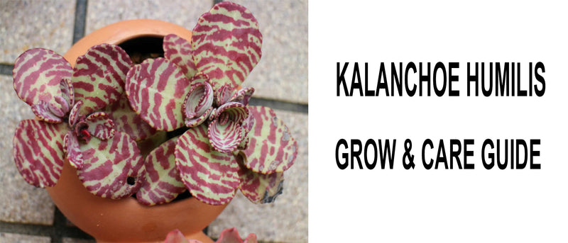 Kalanchoe humilis, Kalanchoe humilis care, Kalanchoe humilis propagation, How to care for Kalanchoe humilis, Kalanchoe humilis indoor care
