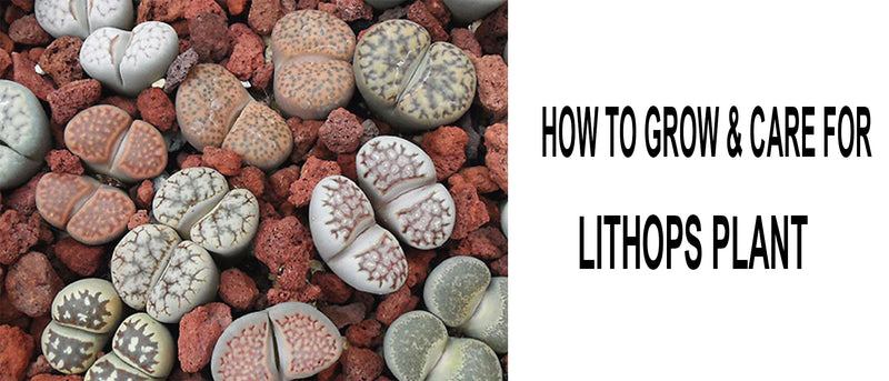 How to take care of Lithops Living Stone Succulent, Tips for growing Lithops plant, Lithops care guide, Lithops, Lithops Care