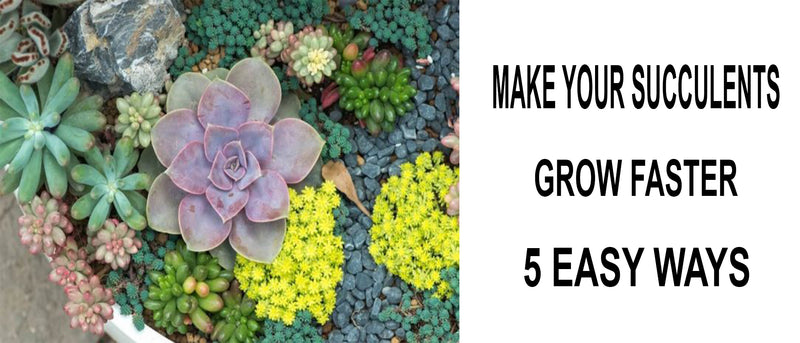 Make succulents grow faster, How to make succulents grow faster, Making succulents grow faster, Tips on making your succulents grow faster, How do I make my succulents grow faster, Succulents growing slow, How to make succulents grow more